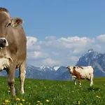Allgaeuer Stocker In Hopferau-fuessen *