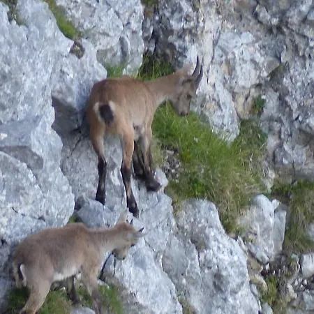 Allgaeuer Stocker In Hopferau-fuessen * Hopferau