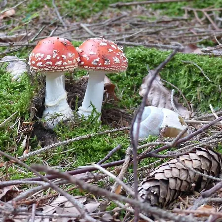 Allgaeuer Stocker In Hopferau-fuessen Apartmán Hopferau