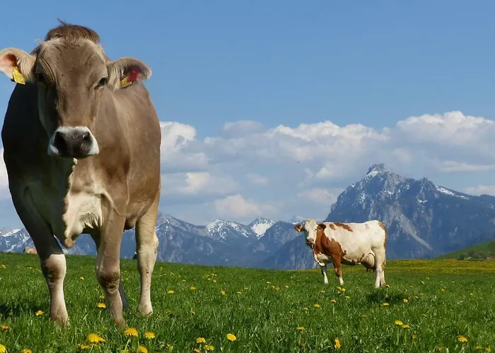 Allgäuer Stocker In Hopferau-füssen *