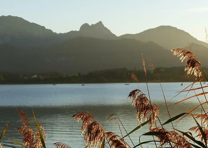 Allgäuer Stocker In Hopferau-füssen *