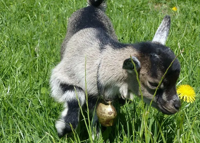 Allgäuer Stocker In Hopferau-füssen *