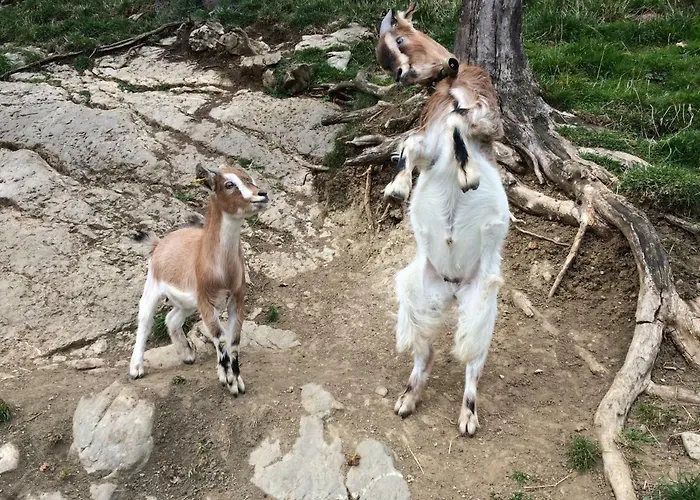 Allgäuer Stocker In Hopferau-füssen * Hopferau