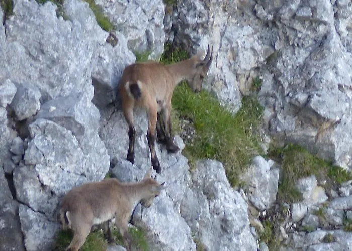 Allgäuer Stocker In Hopferau-füssen * Hopferau