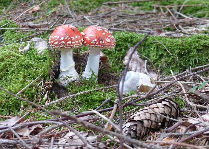 Allgäuer Stocker In Hopferau-füssen Apartamento Hopferau